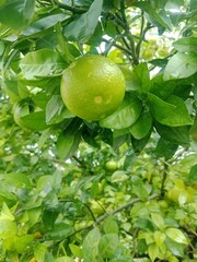 Orange Tree with green leaves