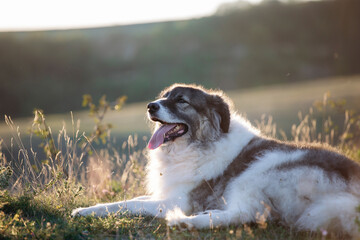 Fototapety na wymiar - Fototapeta24.pl