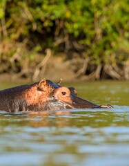 Fototapeta premium Hippopotamus head, river, African habitat