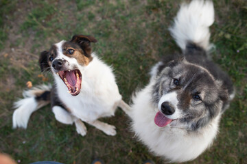 Happy dogs portrait outdoor - top view
