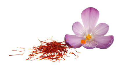 Purple saffron flower with vivid petals releasing saffron threads isolated on white background