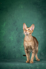 A teenage cat of the Oriental breed. Spotted tabby kitten posing beautifully on green background in studio