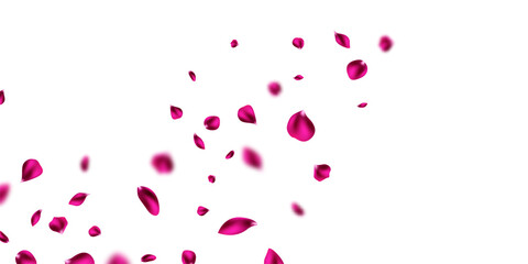 Pink petals falling on abstract floral background with beautiful petal pattern on greeting card. Vector illustration.