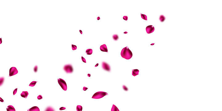 Pink petals falling on abstract floral background with beautiful petal pattern on greeting card. Vector illustration.