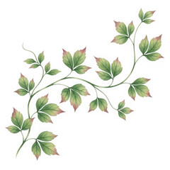 Green vine leaves flourish with natural elegance on black canvas