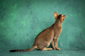 A teenage cat of the Oriental breed. Spotted tabby kitten posing beautifully on green background in studio