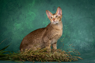 A teenage cat of the Oriental breed. Spotted tabby kitten posing beautifully on green background in studio