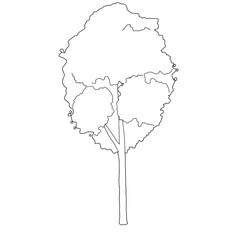 tree elevation 10