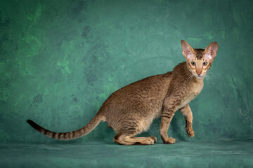 A teenage cat of the Oriental breed. Spotted tabby kitten posing beautifully on green background in studio