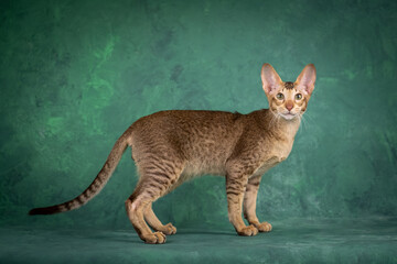 A teenage cat of the Oriental breed. Spotted tabby kitten posing beautifully on green background in studio