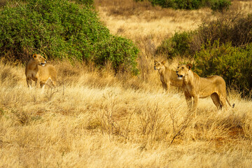 Group of three lionesses standing alert in the golden African savannah, scanning the horizon for prey. A powerful safari wildlife scene symbolizing teamwork, survival, and the pride&rsquo;s strength.