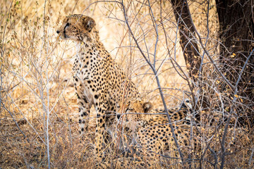 Cheetahs resting and blending with dry branches in the African savannah, perfectly camouflaged in their natural habitat. A wildlife safari portrait showing behavior, survival, and wilderness.