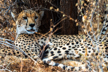 Cheetah resting in the shade under a tree in the African savannah, blending with the dry branches. A unique safari wildlife portrait showing elegance, camouflage, and the behavior of this big cat.