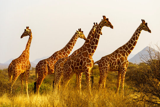 Group of reticulated giraffes standing in the golden savannah at sunset, with mountains in the background. A striking African wildlife scene highlighting elegance, height, and natural habitat.
