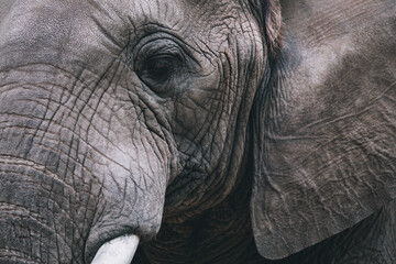 African elephant portrait. Closeup detail of the face, ear, tusk and trunk, in matte filtered style. Kruger National park, South Africa. Side view.