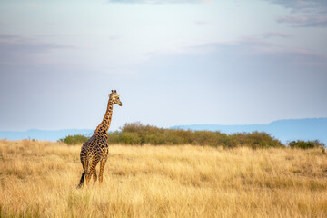 Adult Masai giraffe, Giraffa camelopardalis tippelskirchii, in the grass of the Masai Mara. Early morning light. This is an endangered subspecies indigenous to central and southern Kenya.