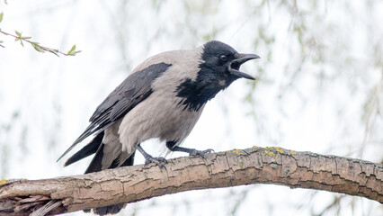 crow on a branch