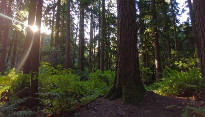 Obraz premium Sunlight filtering through a dense forest (1)