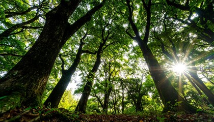 Sunlight filtering through a dense forest canopy