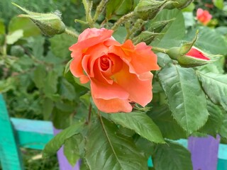 Beautiful orange rose on a background of green leaves in the garden
