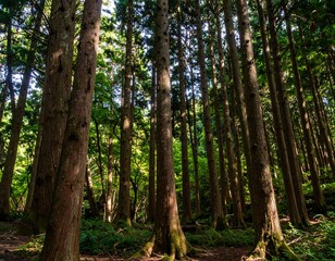 Obraz premium Sunlight filtering through a dense forest of tall trees