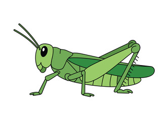 Green grasshopper cartoon illustration insect