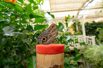 An owl butterfly with detailed wing patterns resting on a red-topped perch in a tropical garden.
