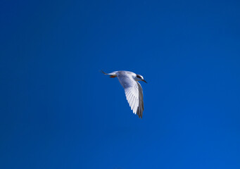Forster’s Tern in Flight with Wings Spread Against Clear Blue Sky