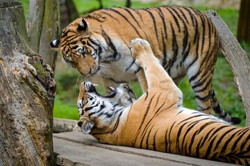 Playful tiger antics in the zoo
