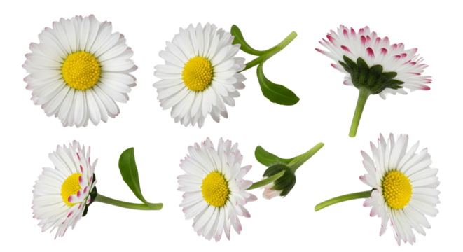 English daisy flower isolated on transparent background, PNG, Set of