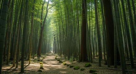 Sunlit Path Through Serene Bamboo Forest