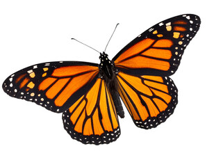 Angled Flight Pose of Monarch Butterfly with Soft Shadows, Isolated on Transparent Background