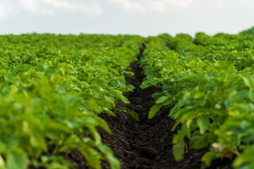 Green potato plants thriving in a well-tended field under a bright sky during a sunny afternoon