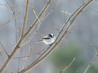 こちらを向いたエナガ