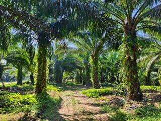 Obraz premium oil palm plantation in the morning