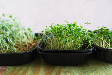 Three small potted plants are sitting on a table