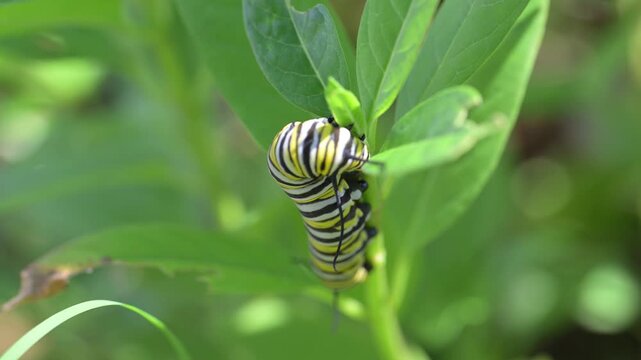 A close-up video of a striped Monarch caterpillar eating a green milkweed leaf in a garden. This macro footage is perfect for projects about nature, wildlife, insects, and the butterfly life cycle.
