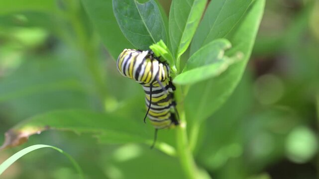 A close-up video of a striped Monarch caterpillar eating a green milkweed leaf in a garden. This macro footage is perfect for projects about nature, wildlife, insects, and the butterfly life cycle.