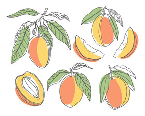 Set of hand drawn mango fruits. Delicious tropical fruit, whole and sliced with leaves. Sketch