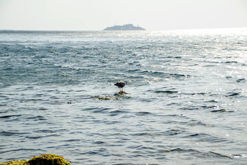 the distant island and the lone seagull on the rock