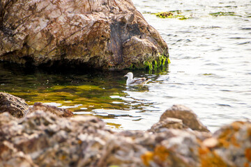 seagull swimming in the rocky sea