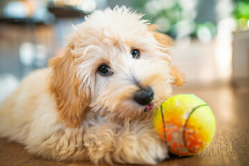 Cute portrait of a fluffy Maltipoo puppy lying on an indoor floor with a tennis ball.