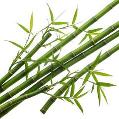 Green bamboo stalks with delicate leaves isolated on transparent background