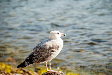 seagull on a rock