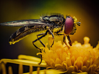Golden Dust Macro Fly