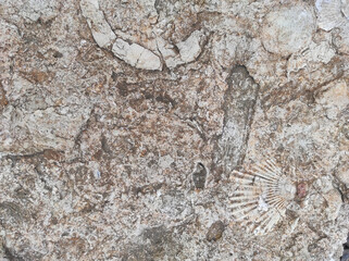 texture sandstone shell. historical fossils. Texture historical. texture archaeological. ancient texture