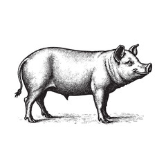 Pig vintage engraving