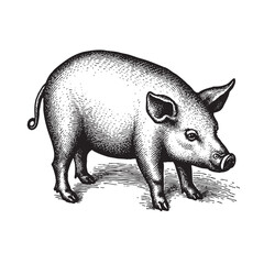 Pig vintage engraving