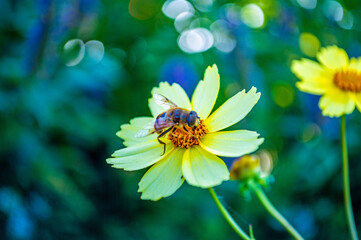Fleißige Biene auf leuchtender Blume