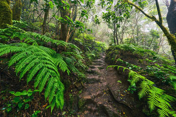 Hiking trail through Anaga laurel forest